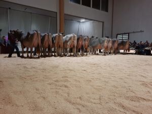 Tiere der Championwahl BS